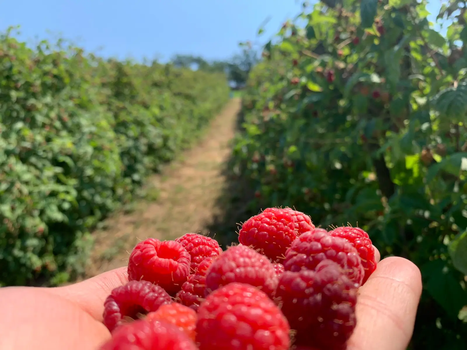 Slika Maline u šaci.webp